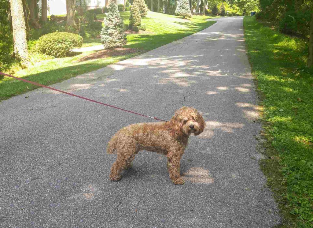 wellness home office dog